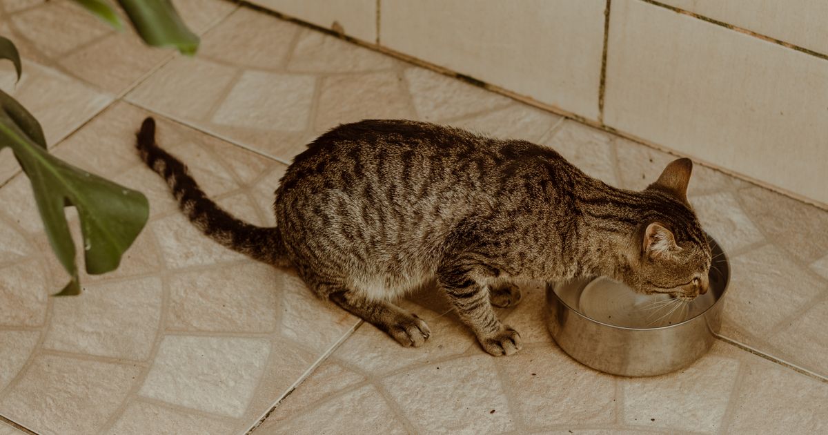 Bebedouro Fonte para Gato: Inox x Cerâmica, Qual Escolher?