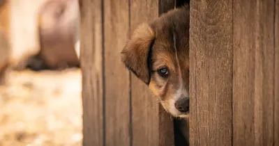 Cachorro sozinho em casa interagindo com brinquedo automático