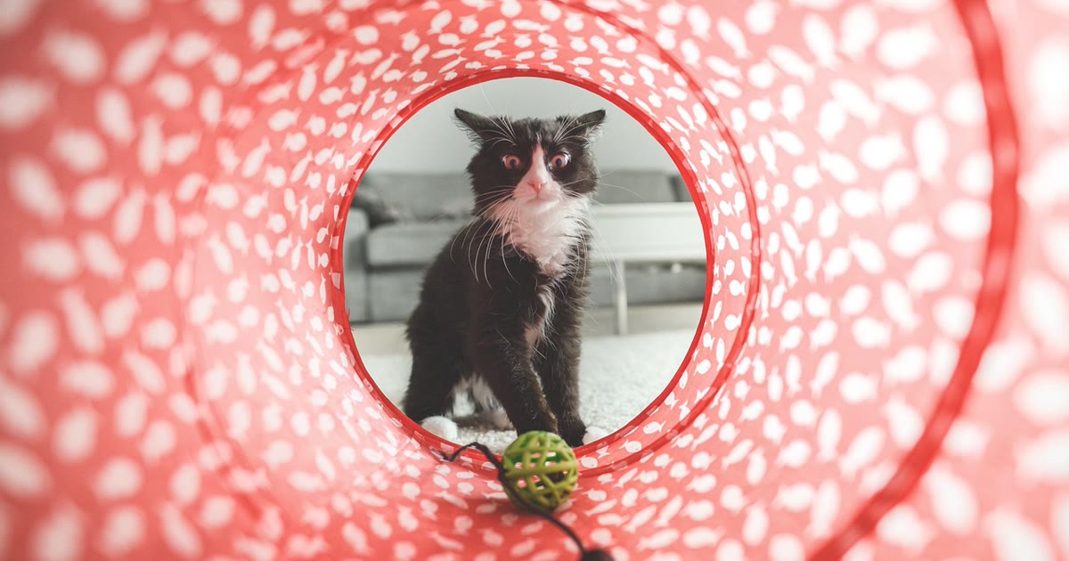 Gato brincando com brinquedo interativo automático em ambiente doméstico