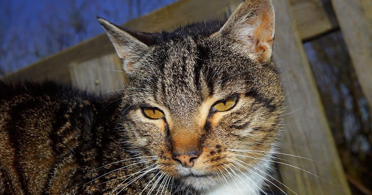 Gato idoso descansando, candidato a brinquedo interativo de movimento suave