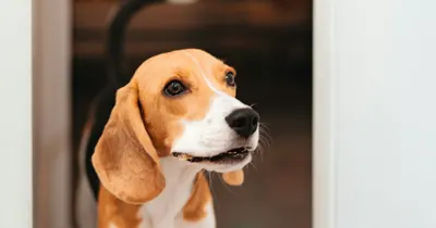 Cachorro sozinho em casa, cenário típico de monitoramento por câmera pet