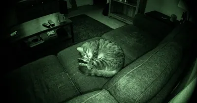 Gato dormindo em ambiente com pouca luz, cenário típico de visão noturna