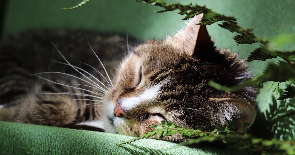 Gato dormindo em ambiente com pouca luz, cenário típico de visão noturna