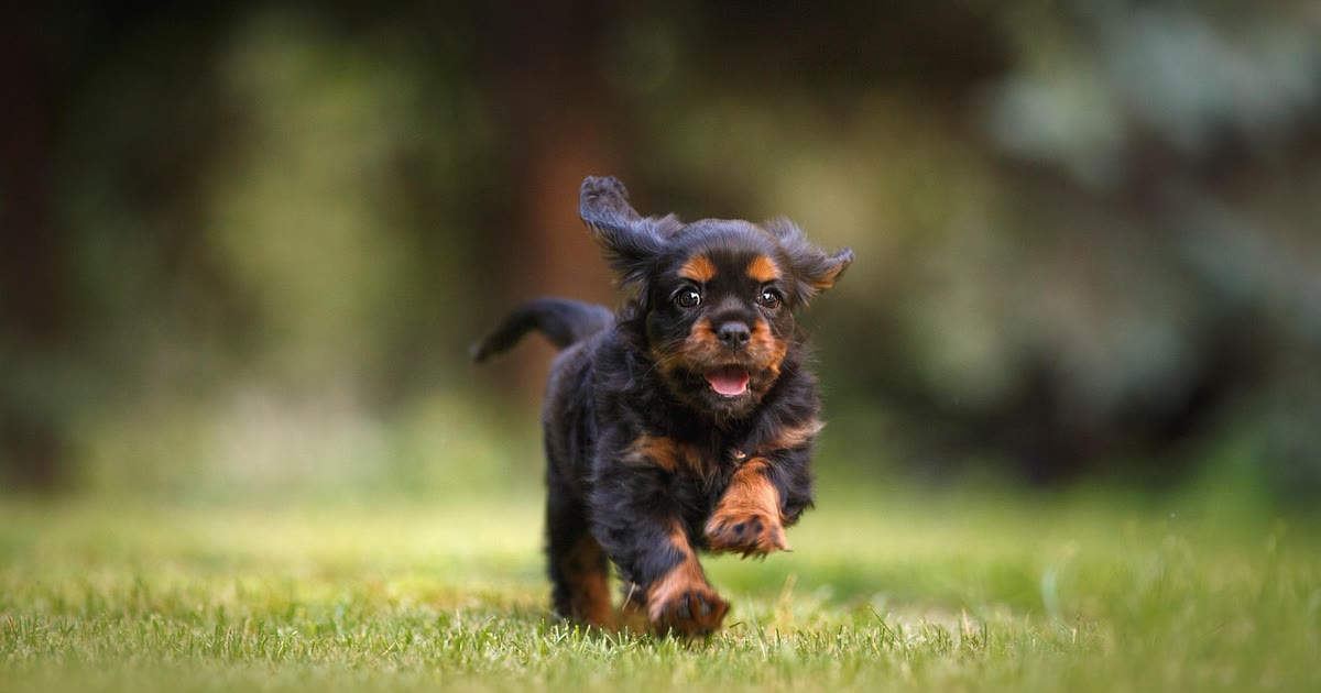 Cachorro correndo em quintal aberto, área que pode ser demarcada por cerca virtual