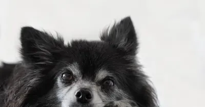 Cachorro de pequeno porte usando coleira, ideal para dispositivo GPS leve