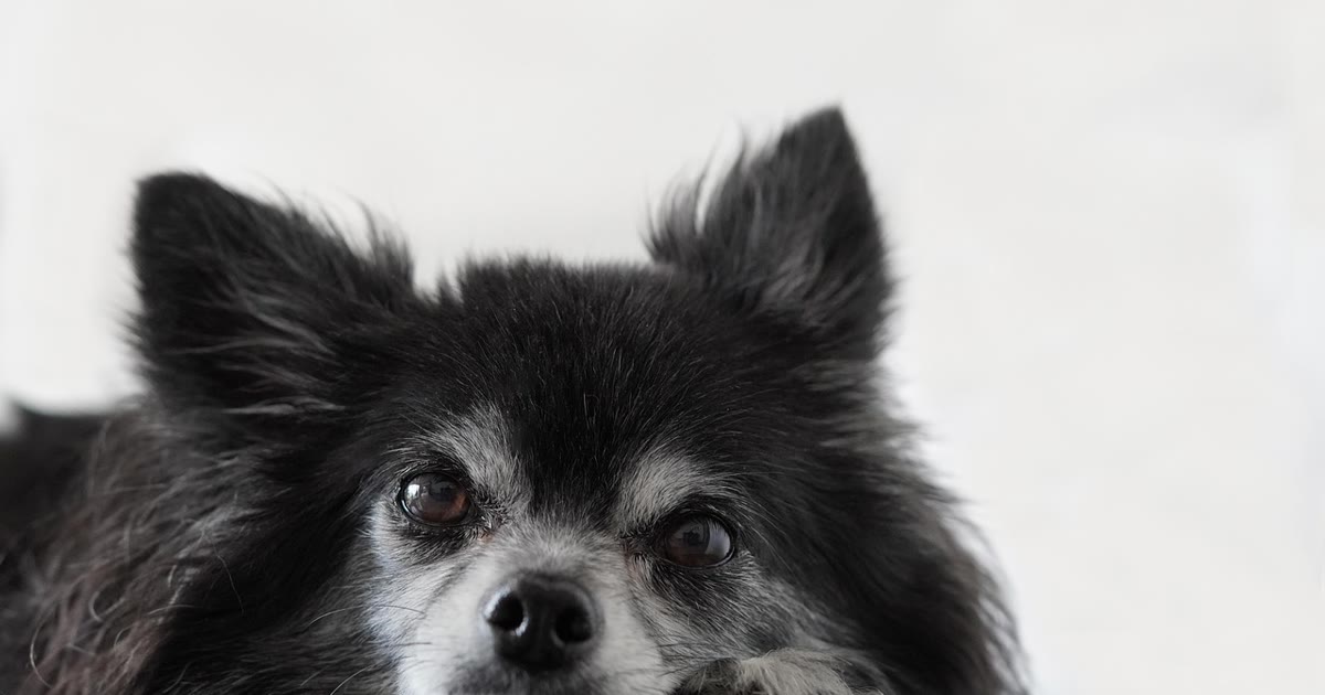 Cachorro de pequeno porte usando coleira, ideal para dispositivo GPS leve