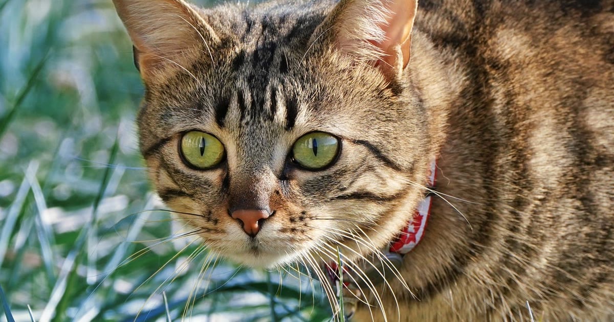 Gato usando coleira com dispositivo de rastreamento GPS