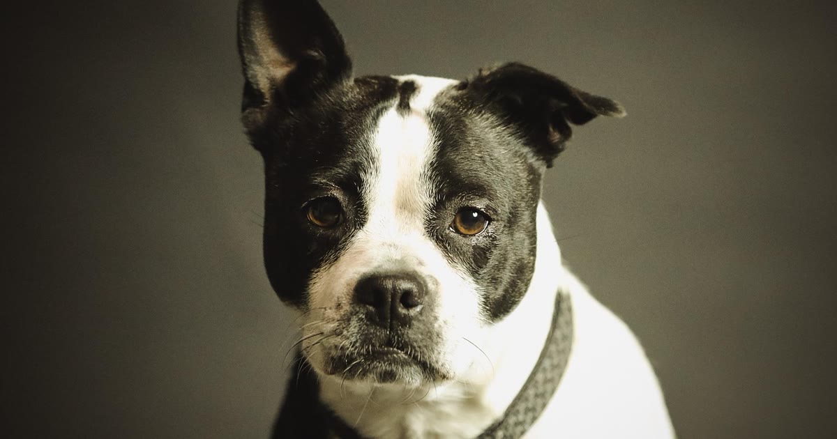Cachorro usando coleira com dispositivo de rastreamento GPS ao ar livre