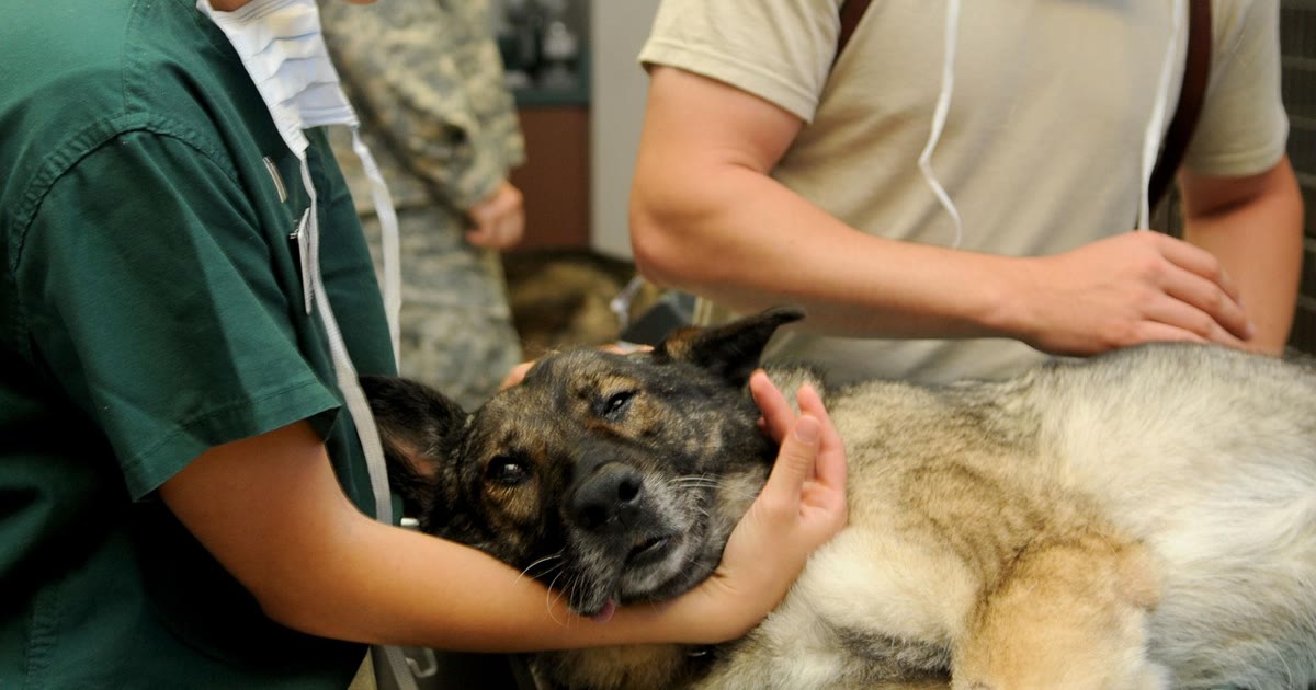 Cão sendo examinado por médico-veterinário, contexto de identificação animal