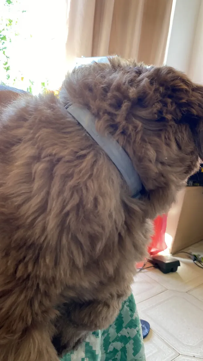 Foto enviada por comprador: cão usando a coleira Seresto
