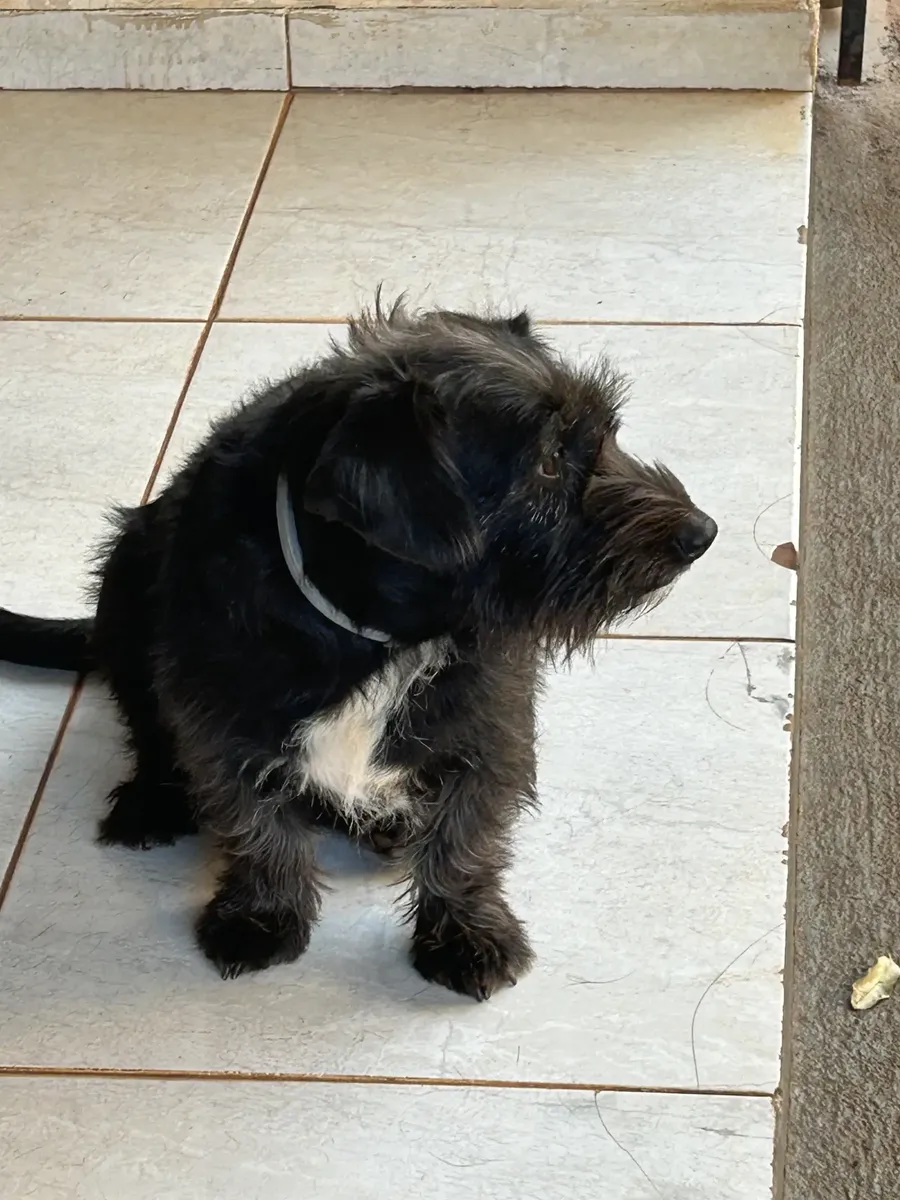Foto enviada por comprador: cão usando a coleira Seresto de perfil