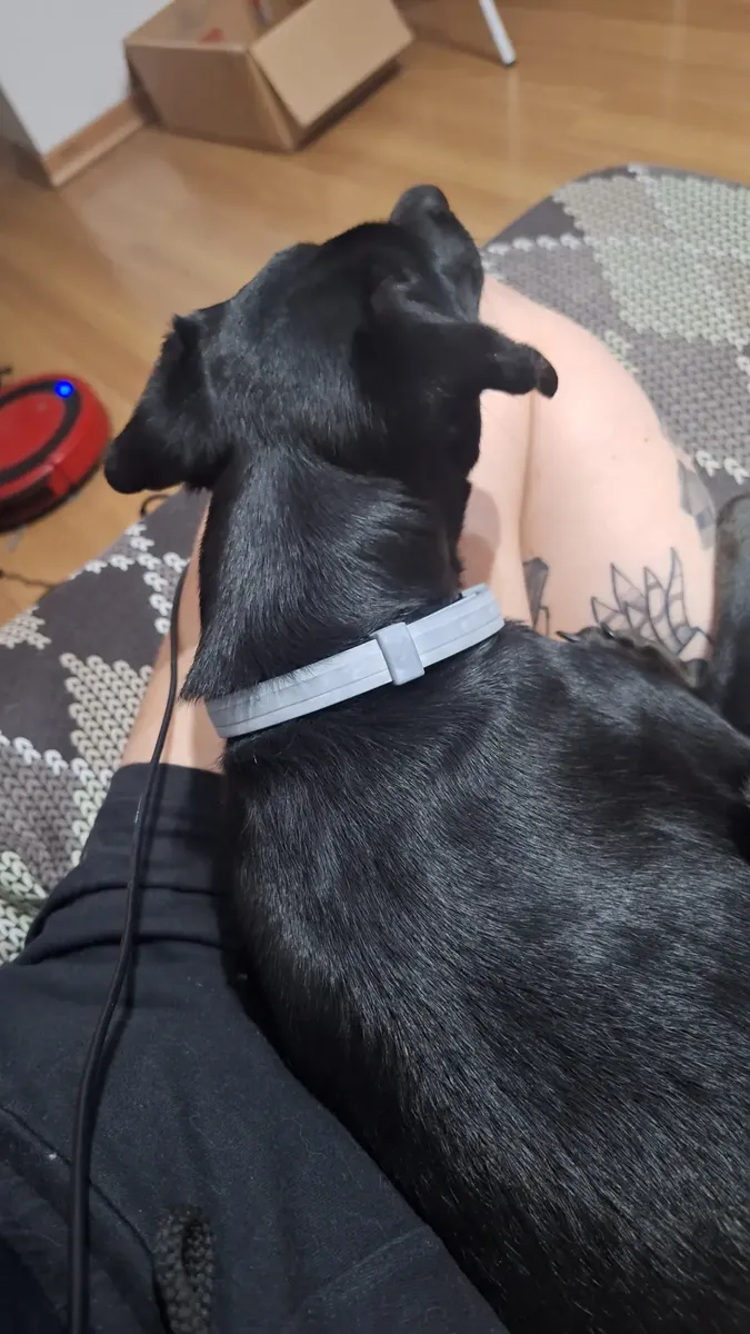 Foto enviada por comprador: cão usando a coleira Seresto no colo do tutor