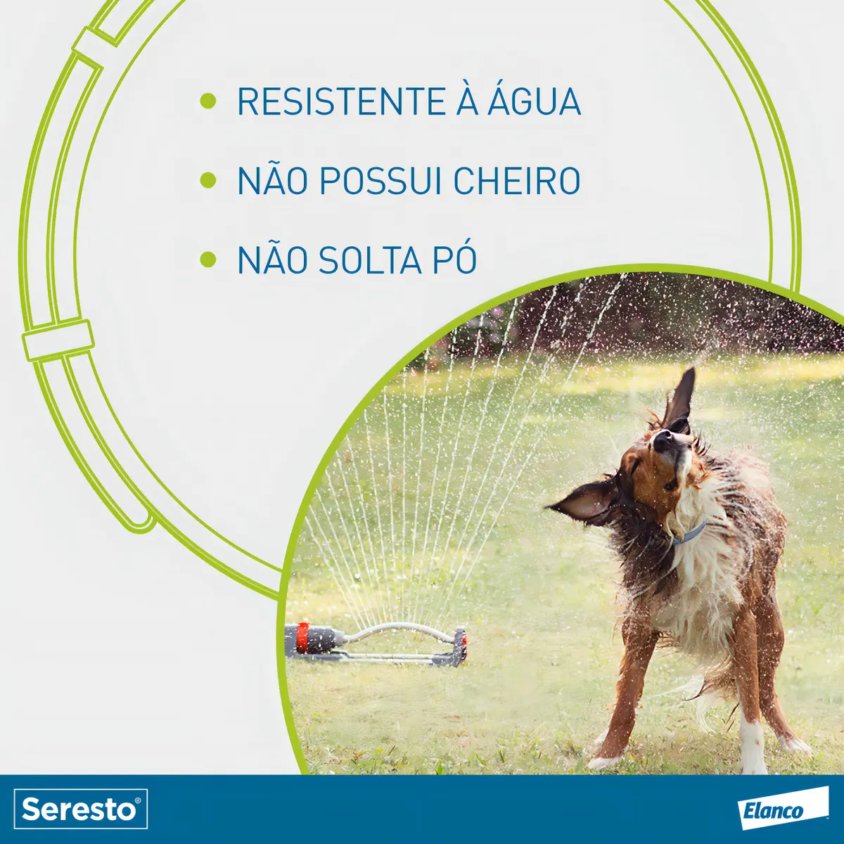 Cão molhado usando coleira Seresto, ilustrando resistência à água segundo o fabricante