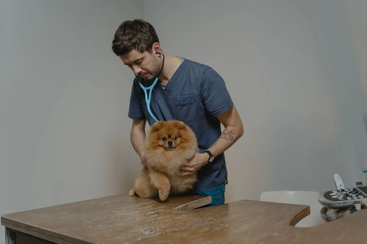 Veterinário examinando um cão pequeno com estetoscópio em consultório, representando acompanhamento veterinário de rotina