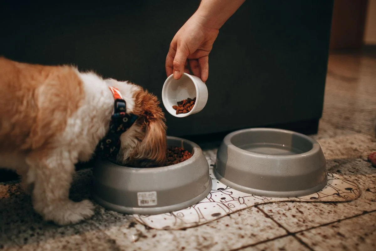 Comedouro Automático Faz Mal para o Pet? Riscos Reais