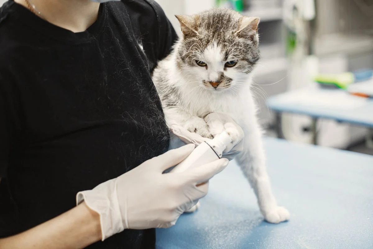 Veterinário examinando um gato branco em uma clínica, avaliando condição corporal e peso