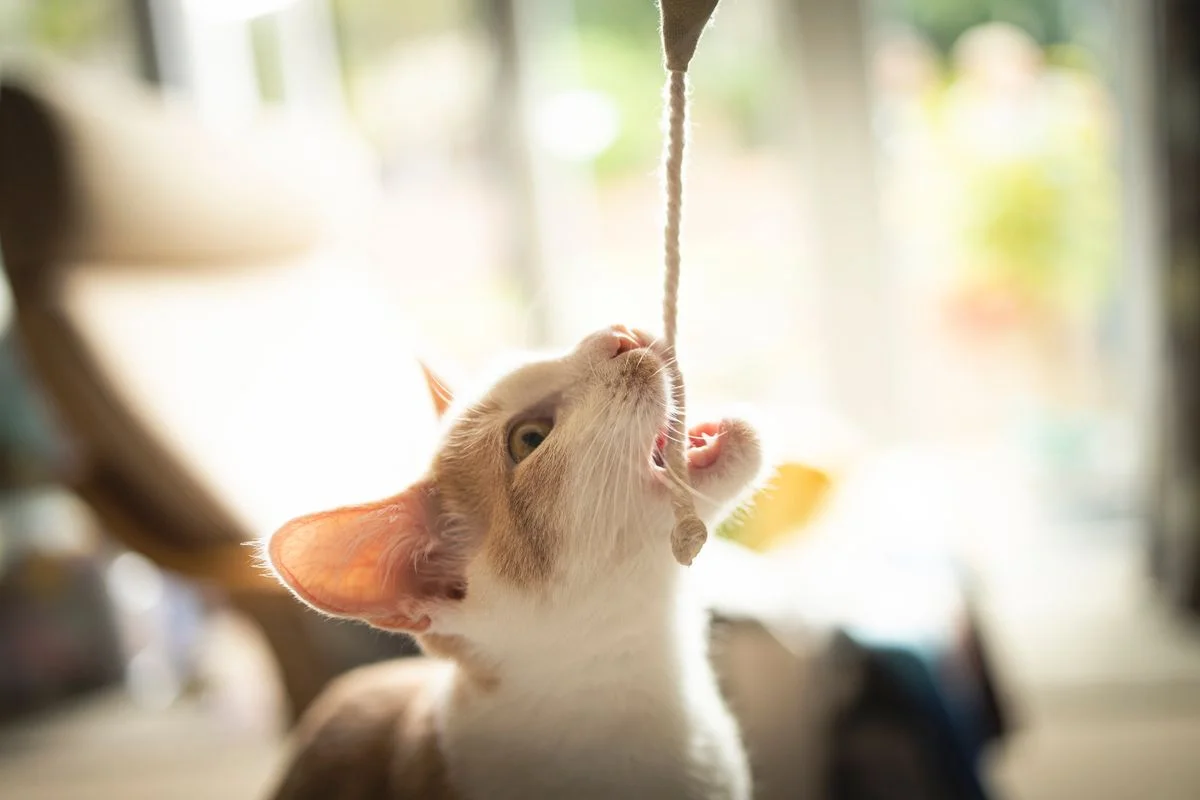Gato brincando ativamente com um brinquedo em ambiente interno, demonstrando disposição e peso saudável