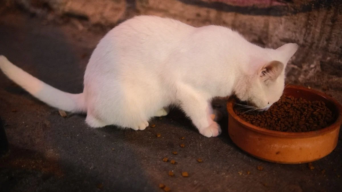Comedouro Automático Ajuda no Controle de Peso do Gato?