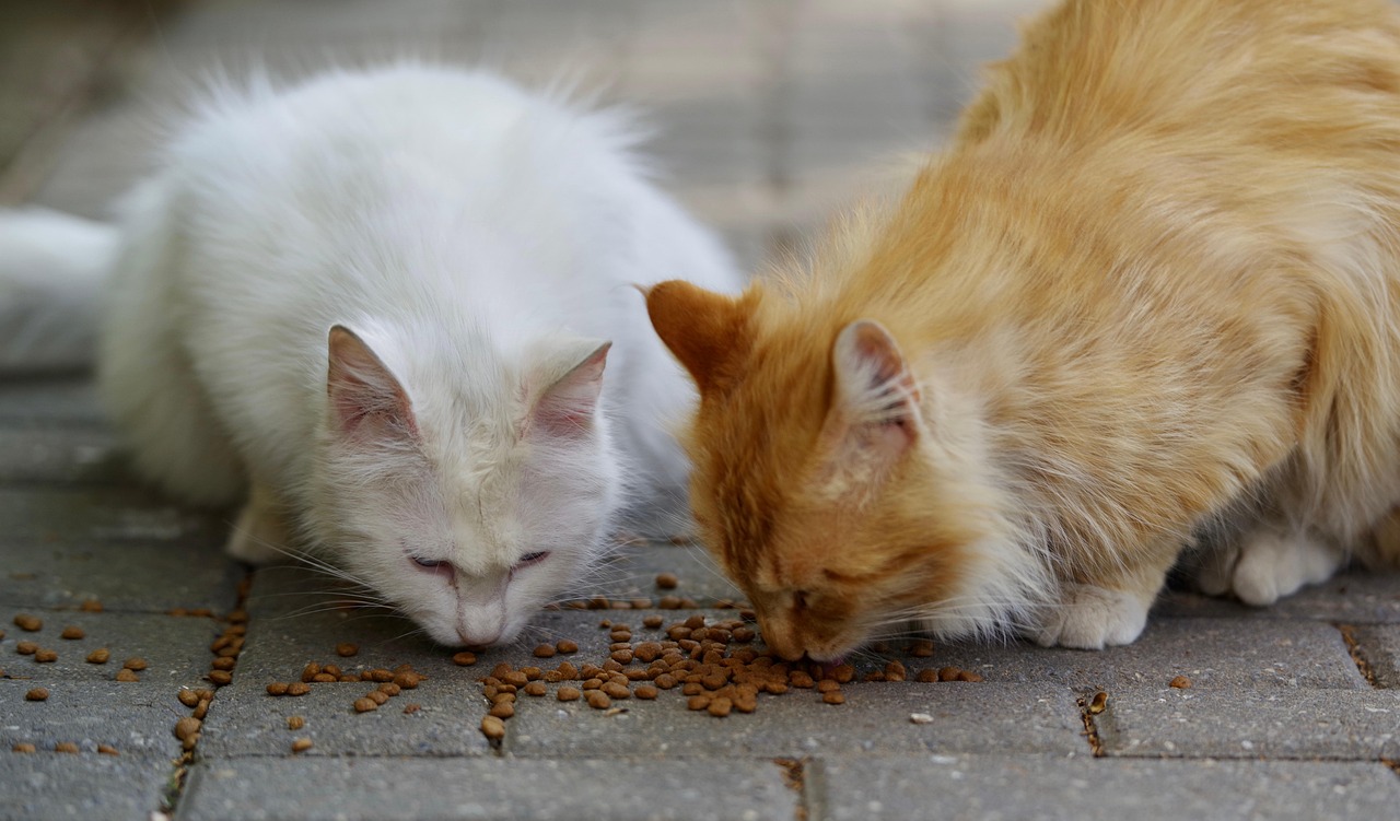 Comedouro Automático para Dois Gatos: Como Evitar Brigas na Hora da Comida