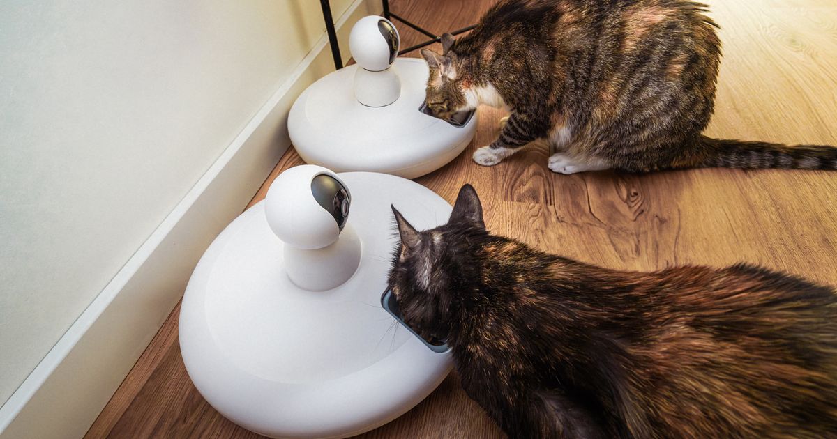 Comedouro Automático para Pet: Guia Completo de 2026