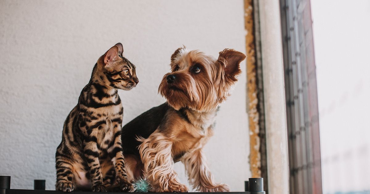 Comedouro Automático para Gato x Cachorro: Qual a Diferença?
