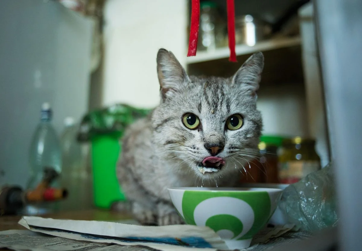 Gato lambendo os lábios após comer ração em um pote de cerâmica, close-up