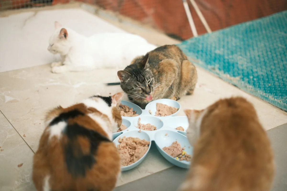 Vários gatos comendo juntos de tigelas, ilustrando disputa por comida em casas multi-pet