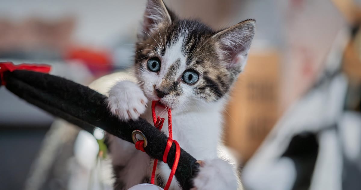 Gato entediado observando ambiente doméstico, candidato a brinquedo interativo