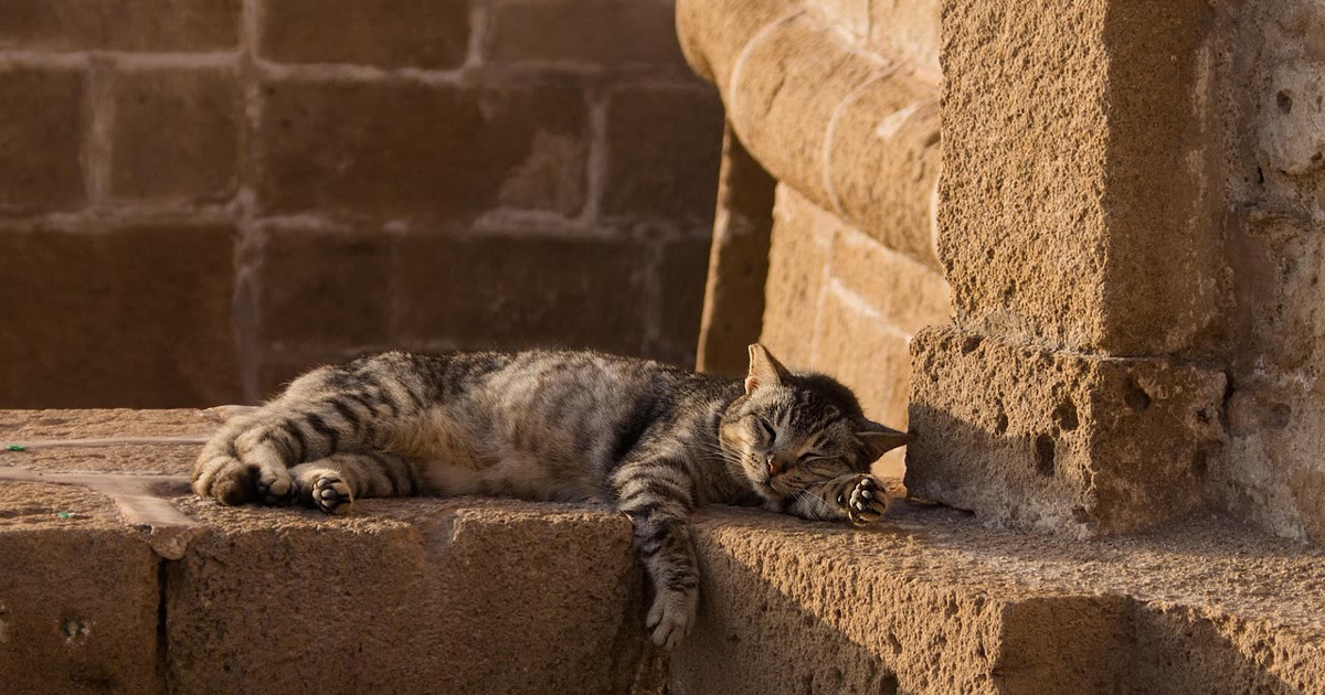 Gato descansando em ambiente doméstico monitorado por câmera pet