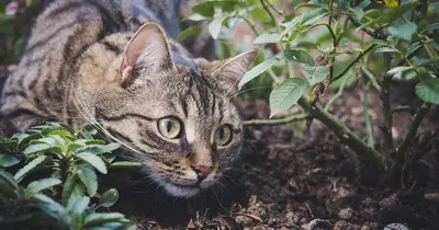 Gato explorando jardim, contexto de dúvidas sobre coleira GPS