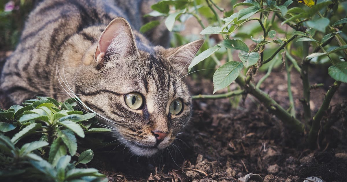 Gato explorando jardim, contexto de dúvidas sobre coleira GPS