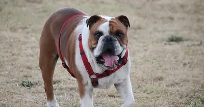 Cachorro com coleira caminhando em calçada de parque