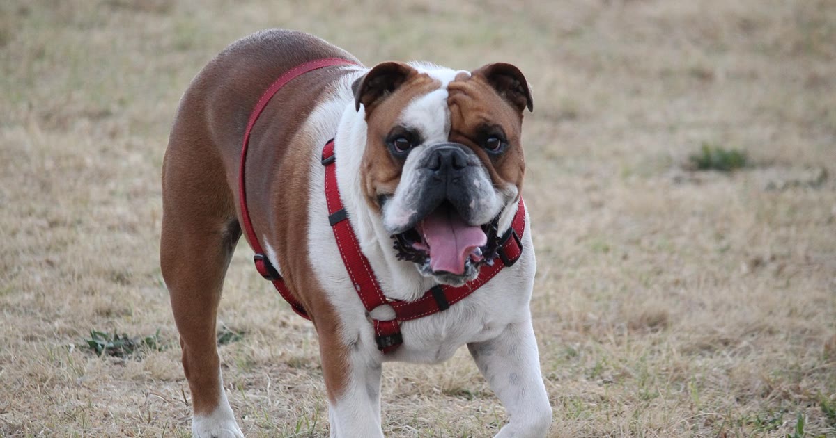 Cachorro com coleira caminhando em calçada de parque