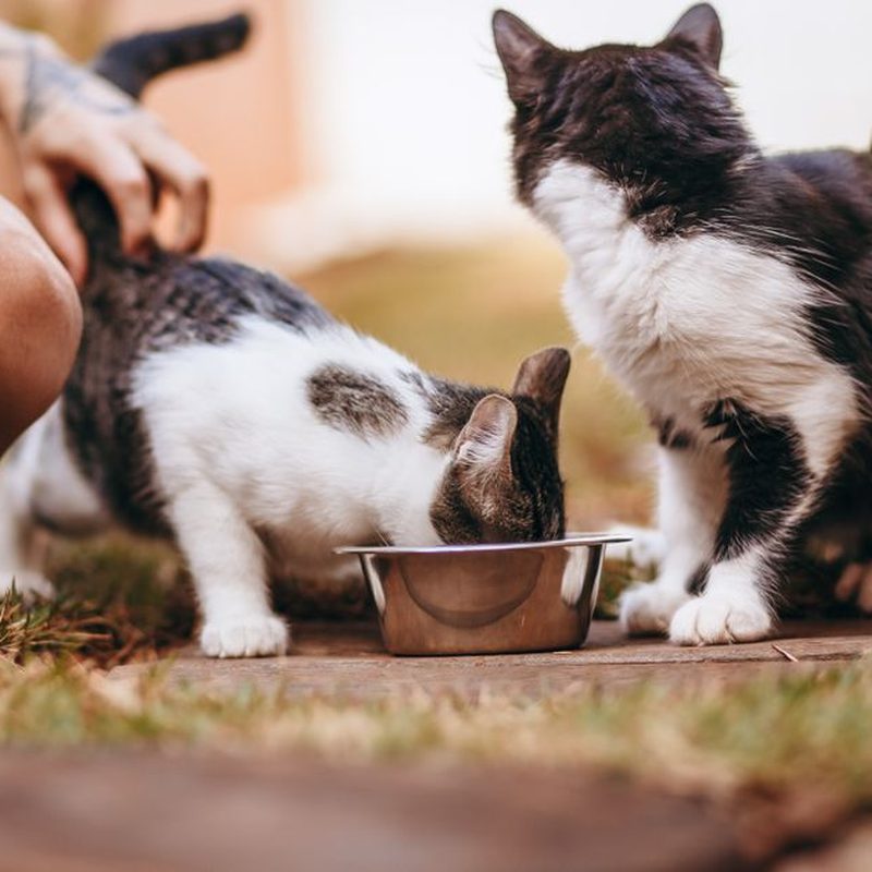 Alimentador automático Cat Mate C500 com sistema de bolsas de gelo para ração úmida