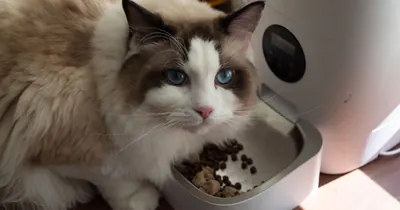 Melhor Alimentador Automático para Gatos: Guia 2026