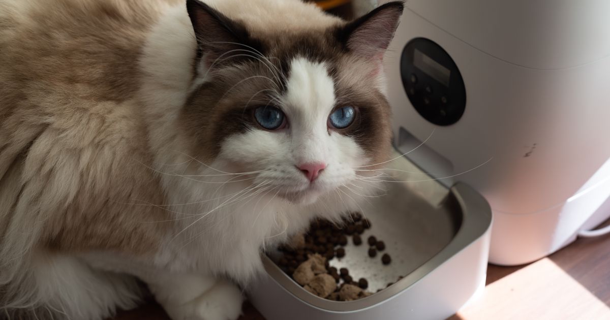 Melhor Alimentador Automático para Gatos: Guia 2026