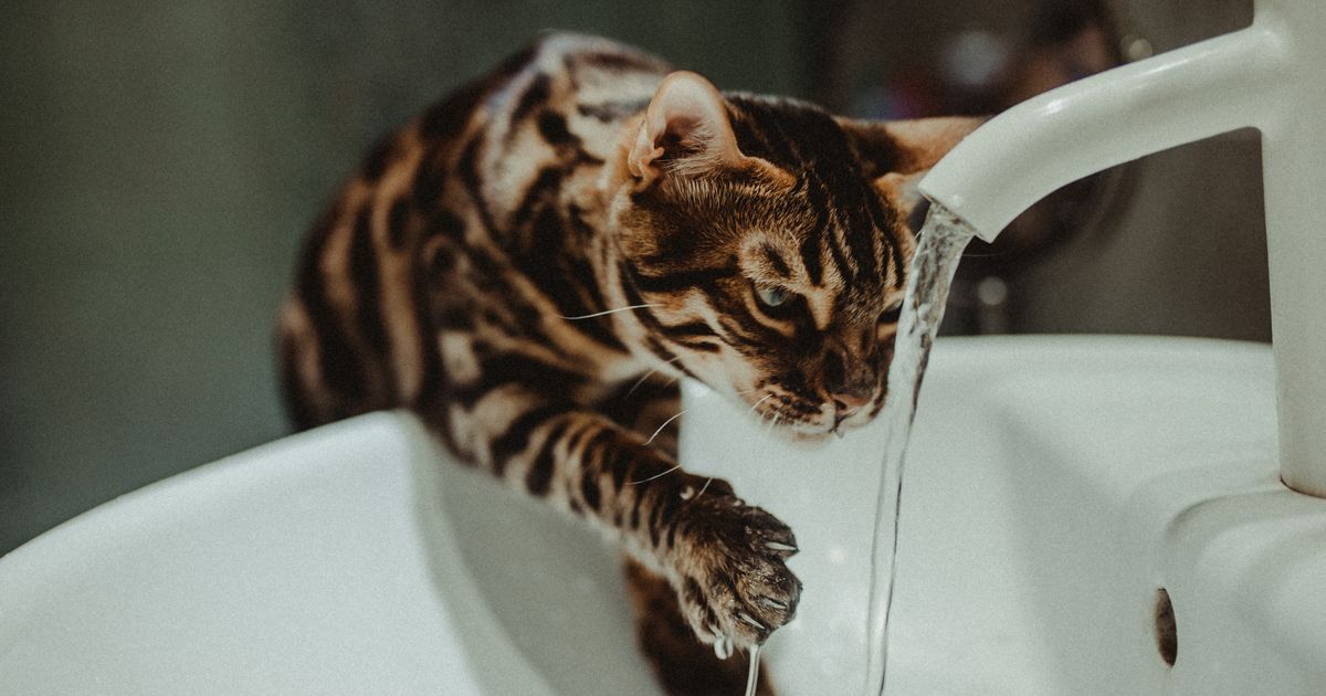 Melhor Bebedouro Automático para Pet: Como Escolher