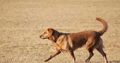 Cachorro com coleira caminhando em parque, tutor ao fundo com celular