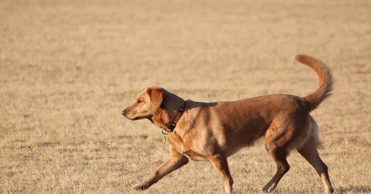 Cachorro com coleira caminhando em parque, tutor ao fundo com celular