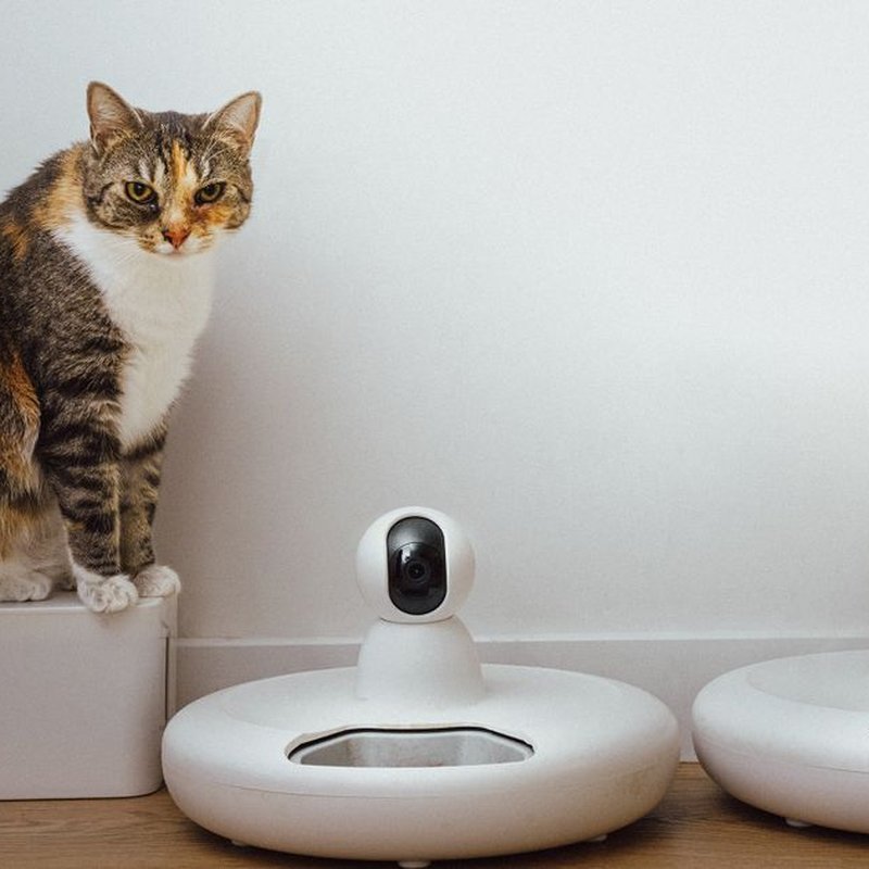 Comedouro automático Newpet 4L sem Wi-Fi, com gravação de voz