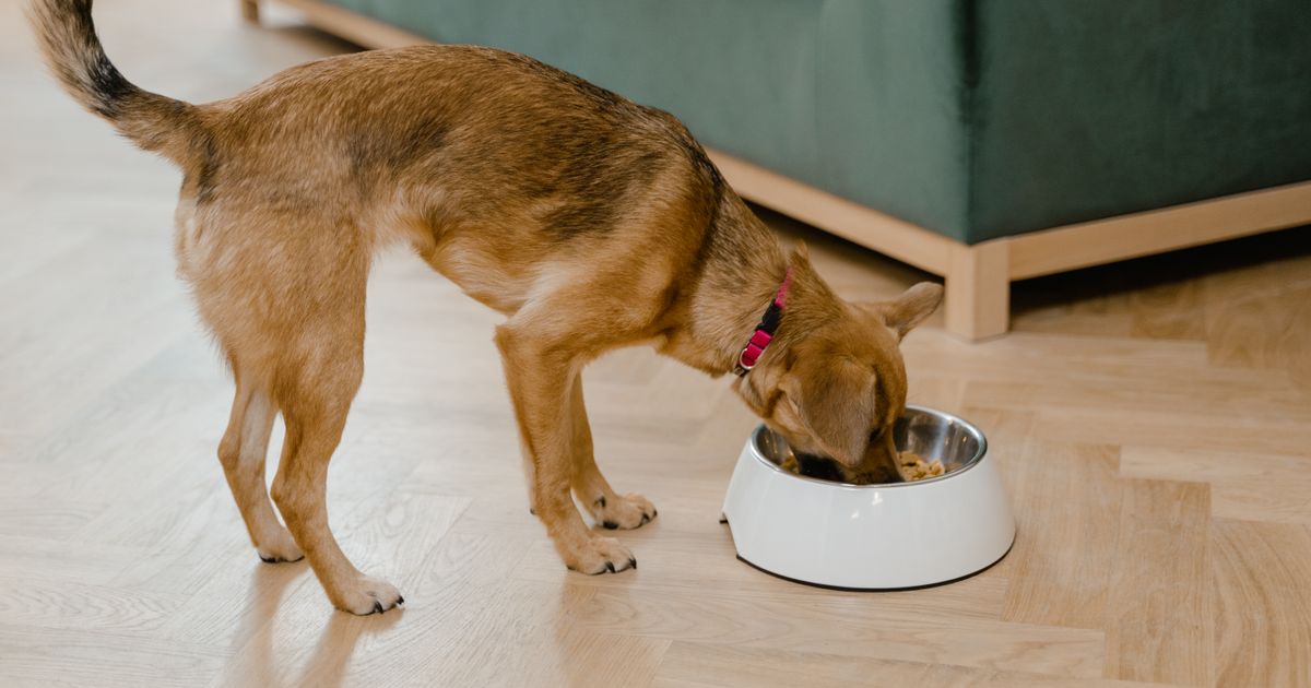 Melhor Comedouro Automático para Cachorro: Guia 2026