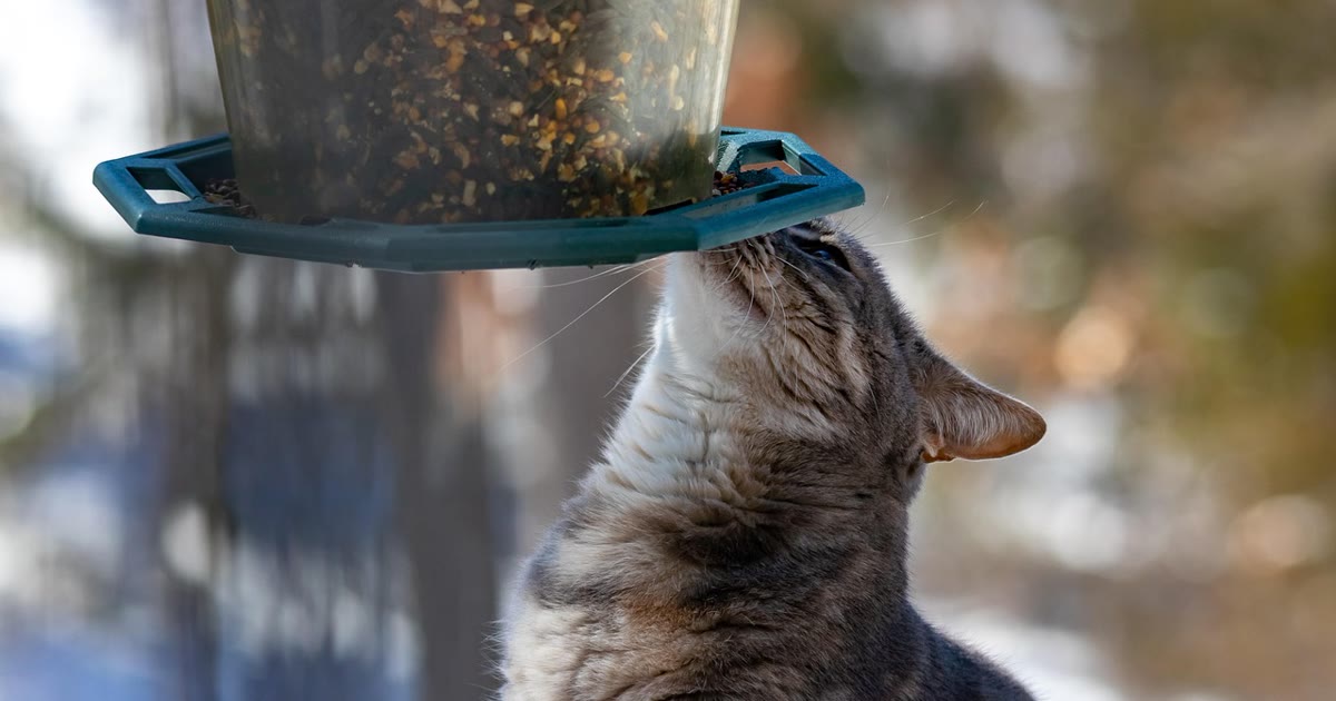 Gato manipulando comedouro interativo tipo quebra-cabeça alimentar