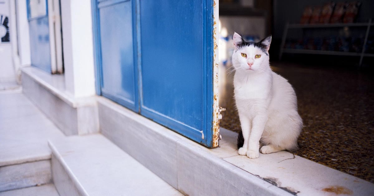 Gato e cachorro próximos a porta eletrônica automática em ambiente doméstico