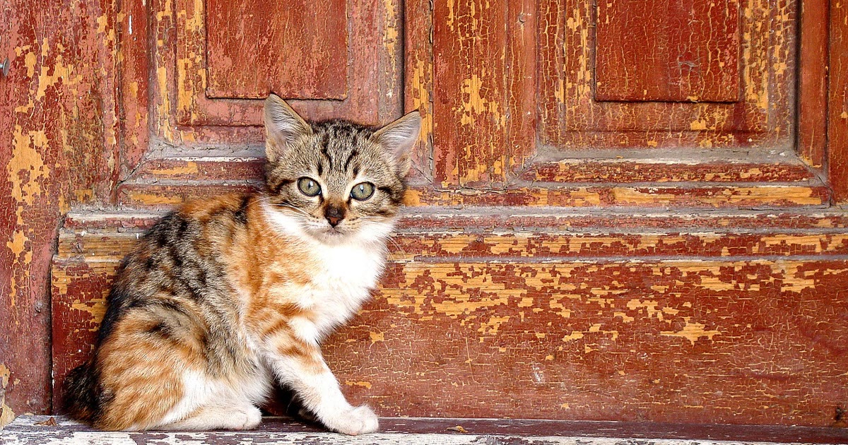 Gato de rua observando de fora de casa com porta eletrônica trancada