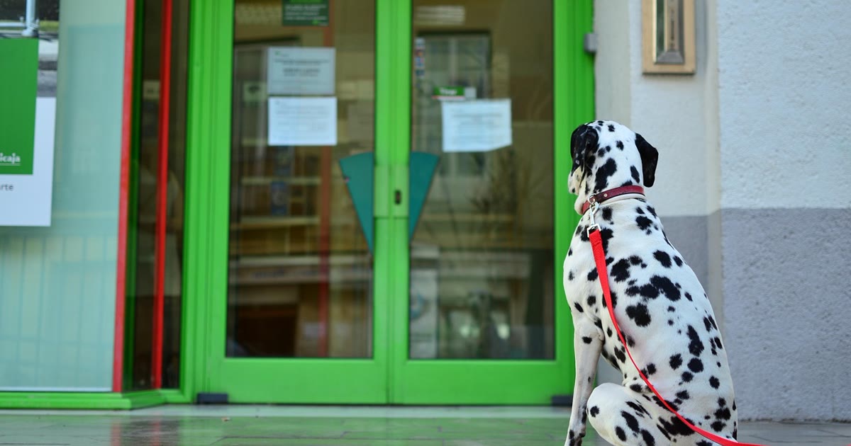 Cão com coleira próximo a porta eletrônica automática