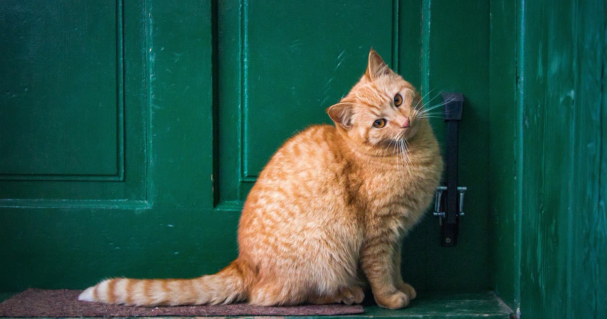 Gato se aproximando de porta eletrônica com sensor de reconhecimento