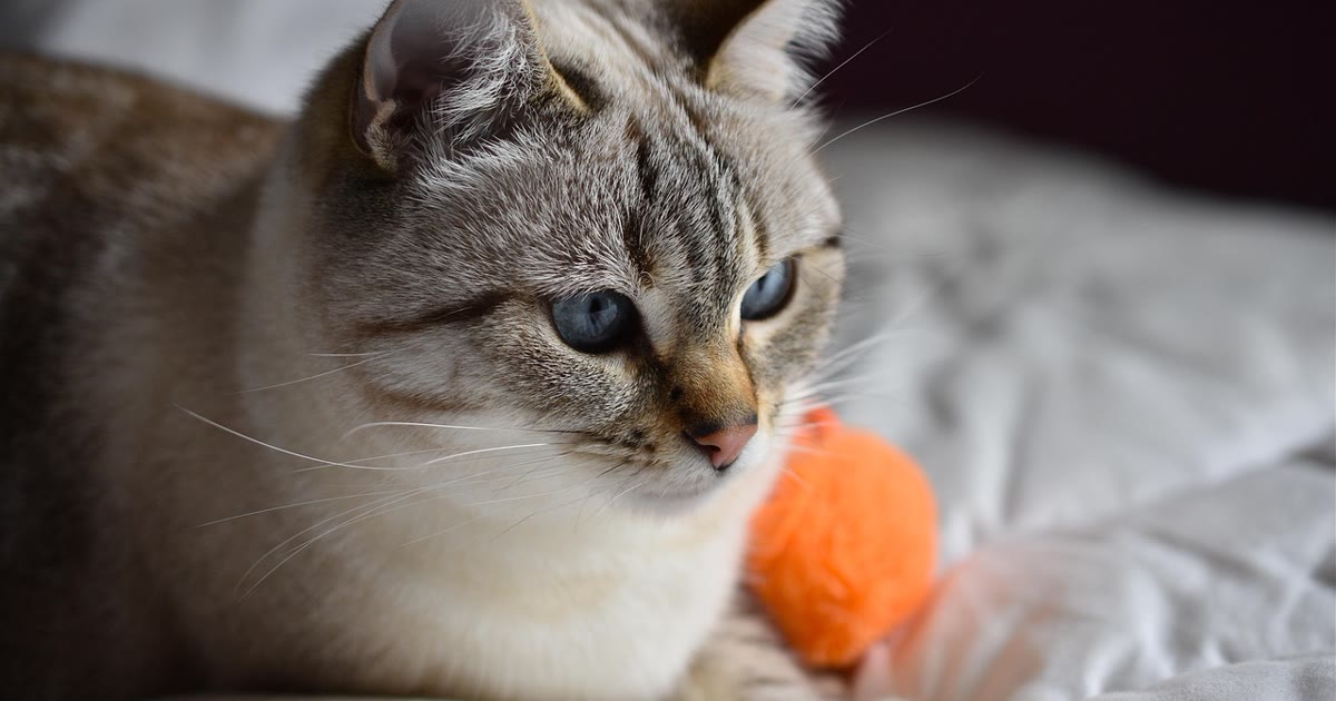Alçapão tradicional simples para pet em porta residencial
